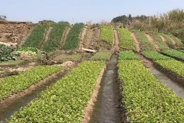 一顆山楂引發的&ldquo;頭腦風暴