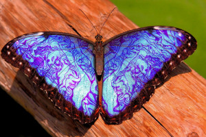 [博海拾貝1126]機械飛升