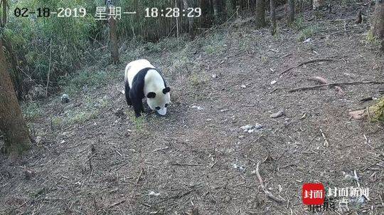 [博海拾貝1022]野外遇見俄羅斯人全家怎么辦